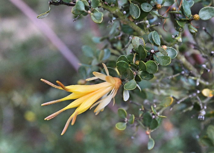 Western Australian Plants Proteaceae